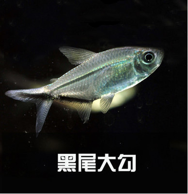 鱼肉采肉机：商用带鱼淡水鱼去骨去刺鱼糜采肉机，虾蟹皮壳分离采肉机，开启美食新纪元！