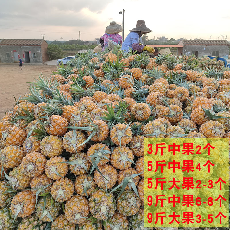 正宗广东湛江徐闻香水菠萝，甜到心里去！