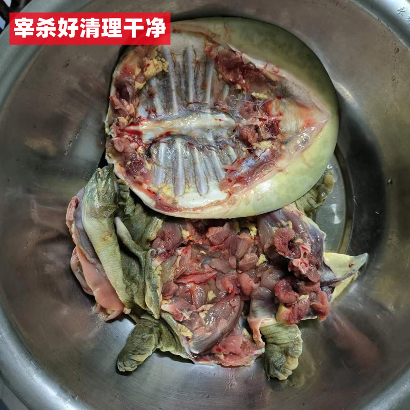九星外塘青黄背生态甲鱼：野味十足，鲜美直达舌尖！