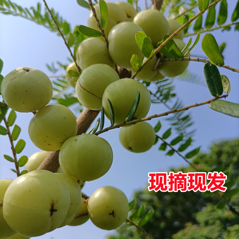 潮汕特产金灶阿源柿饼油柑，孕妇也能吃的美味五斤包邮！