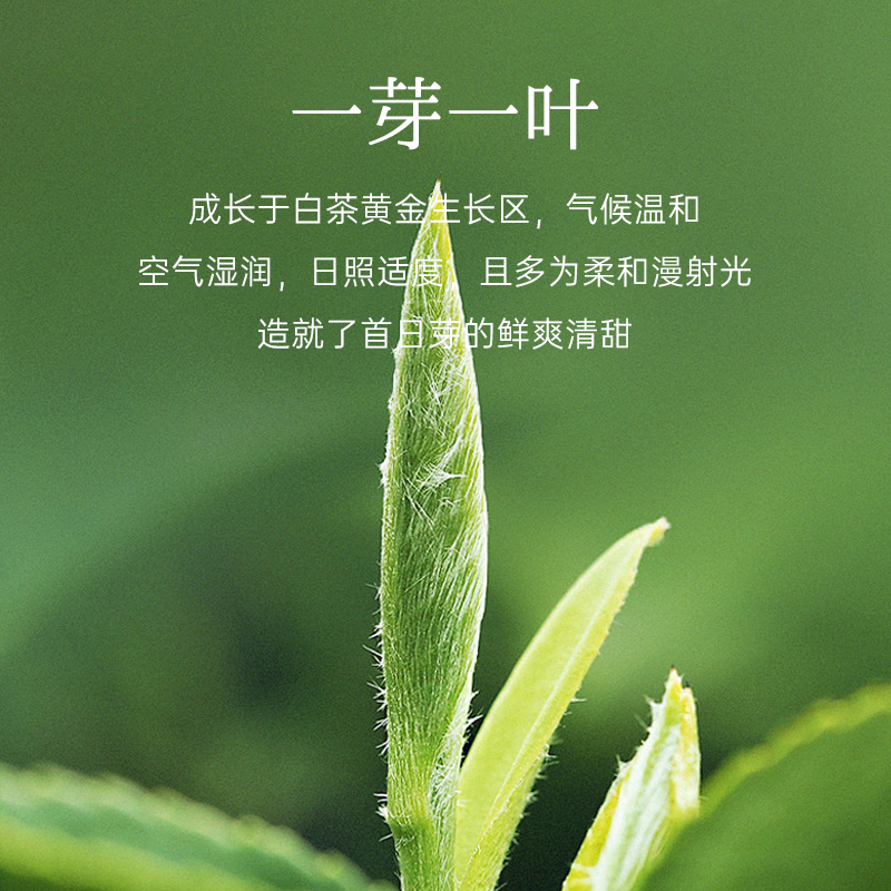 张家界桑植白茶2024：荒野一芽一叶，口粮级的奢华享受！