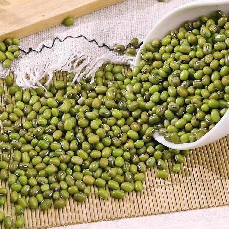 什么样的绿豆最适合煮粥和发豆芽？东北绿豆是否值得选择？