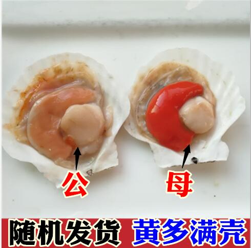 冻半壳虾夷扇贝6kg：夏日海鲜盛宴，鲜活带壳大满足！
