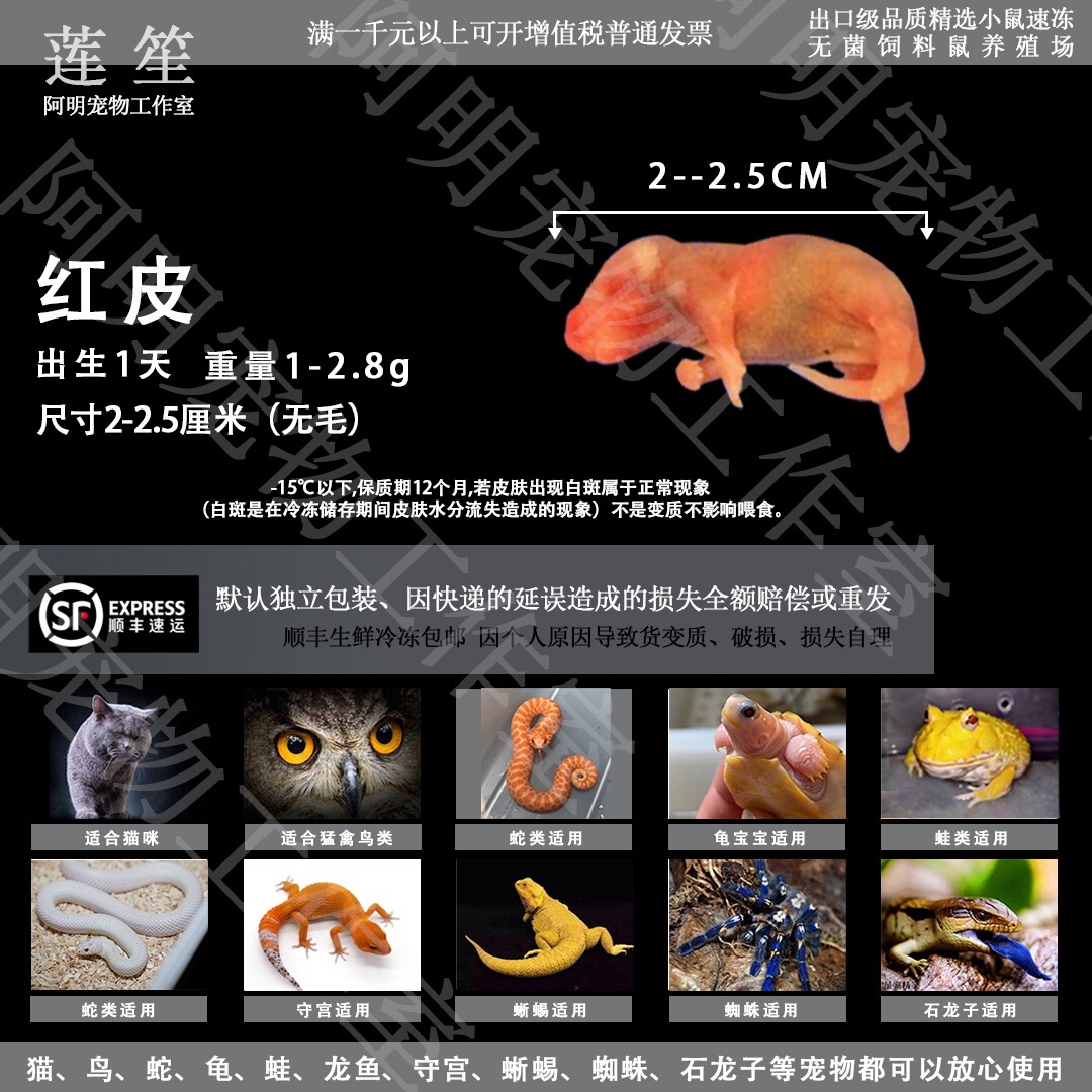 可以揣在兜里的宠物蛇，小确幸的秘密武器，治愈你的每一个瞬间！