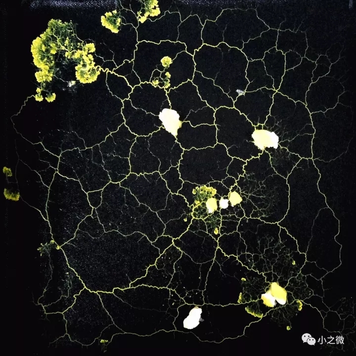 黏菌宠物菌种：多头绒泡菌灵灵，培养孩子科学兴趣的神奇生物！
