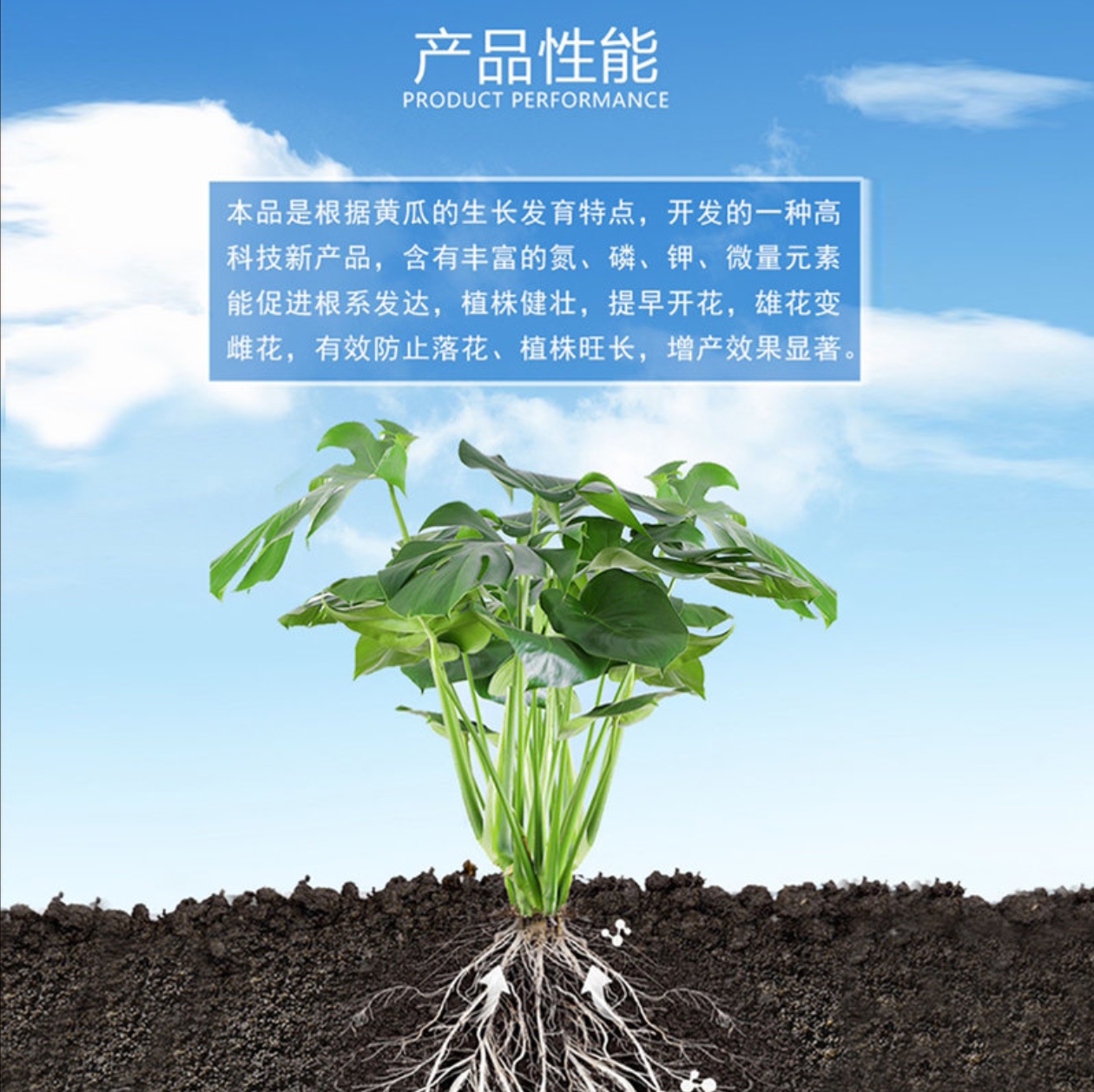 贝贝南瓜增瓜灵真的有效？寿光双星增瓜灵实测！苦瓜黄瓜也能爆果！