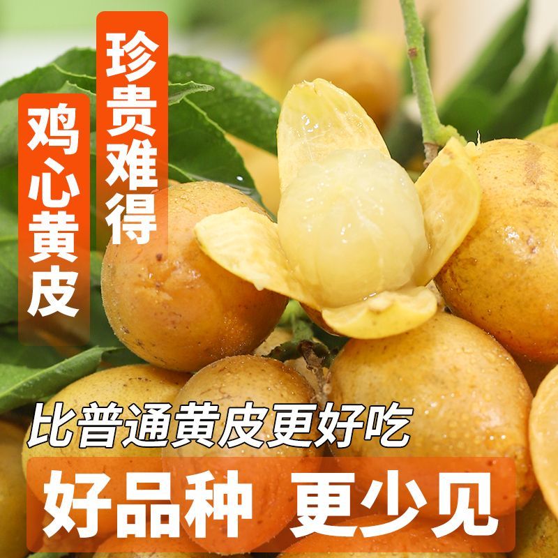 正宗广西无核黄皮果，鲜甜大果来袭，一口咬下全是幸福！
