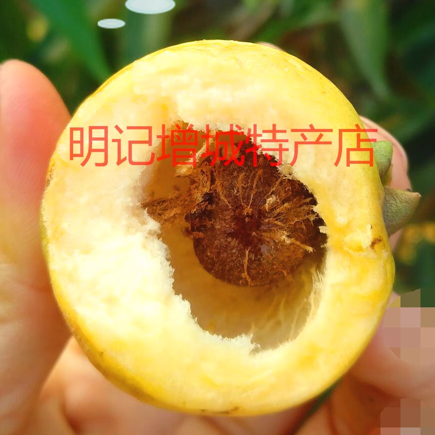 广东水蒲桃：儿时记忆中的叮当果，稀有新鲜水果的香甜诱惑