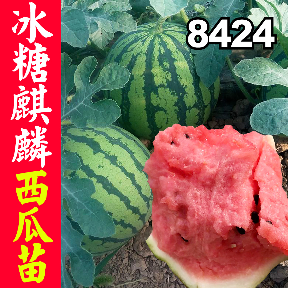 8424麒麟瓜苗种子太香了！阳台种西瓜真的能实现？懒人也能收获甜王西瓜