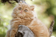 Kittens Free Screensaver2.0