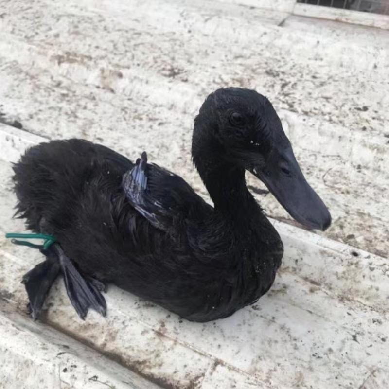 【首单直降】纯种莆田黑鸭：如何挑选优质原种土鸭苗，打造你的养殖乐园！