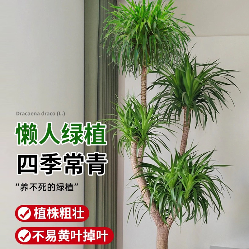 龙血树：办公室旺宅神器，打造绿意盎然的室内景观！