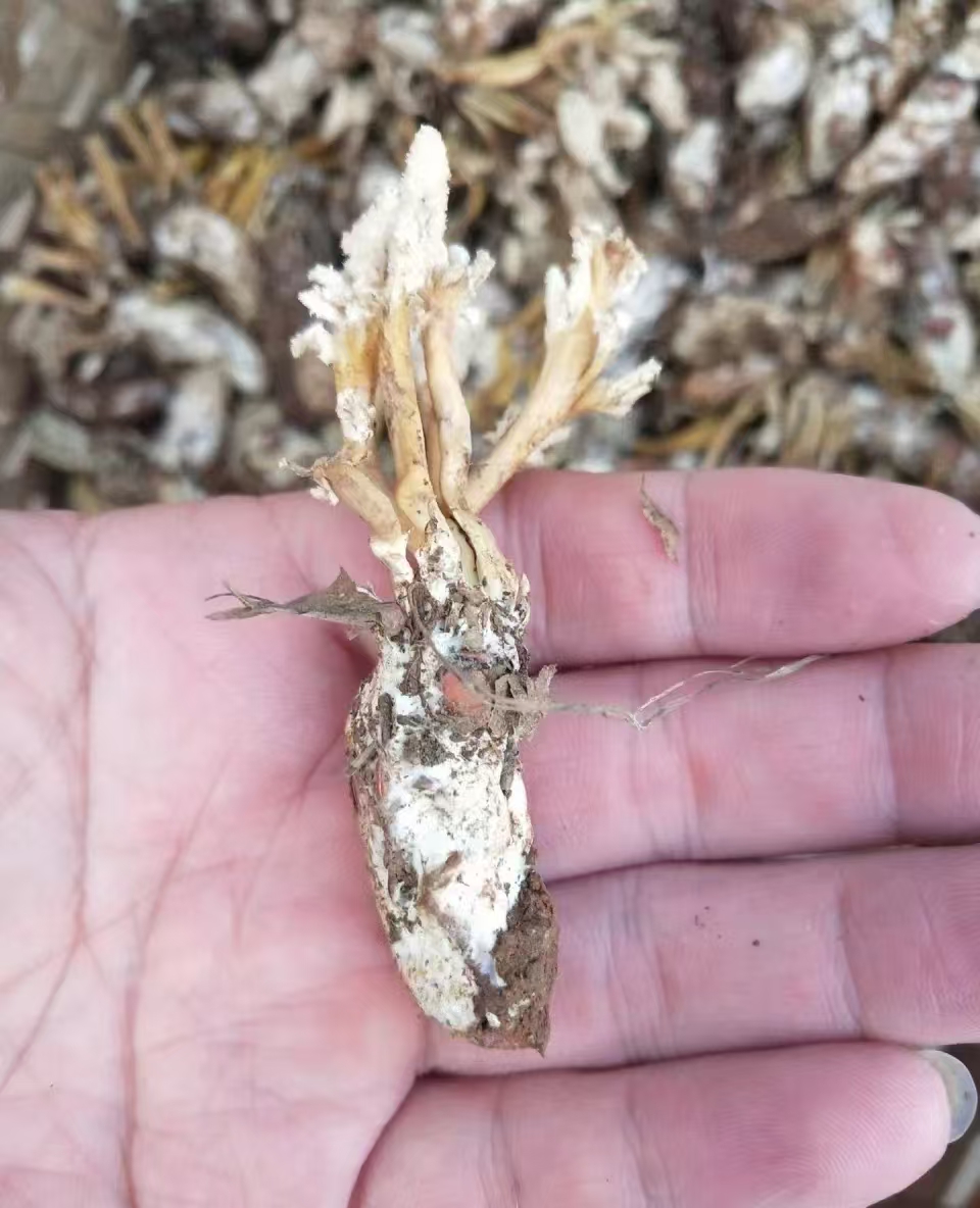 包邮2023年新货500g大别山金蝉花：舌尖上的野味，你知道多少？
