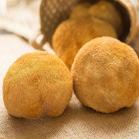 东北野生猴头菇干货：长白山深山珍品，养胃神器！