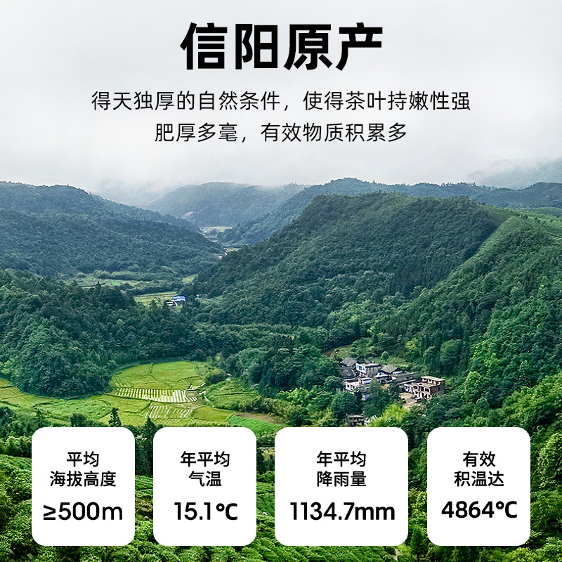 2025新茶季：艺福堂信阳毛尖，明前特级嫩芽，春绿茶界的王者归来！