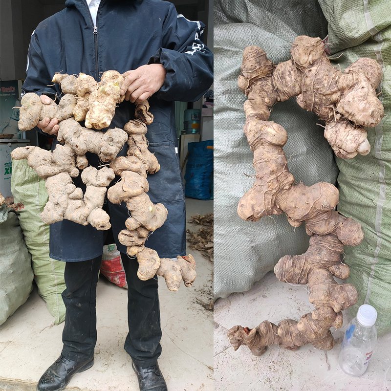 黄精：古老滋补圣品，新鲜干货让你轻松养生