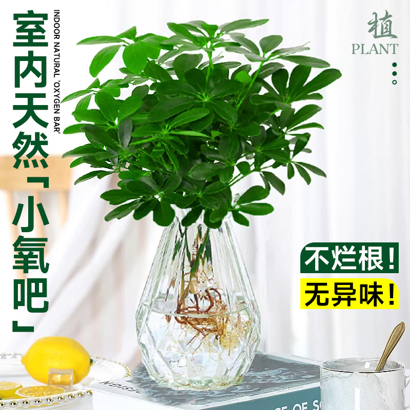七叶莲水培盆栽招财树：室内绿植新宠，招财纳福的风水神器✨