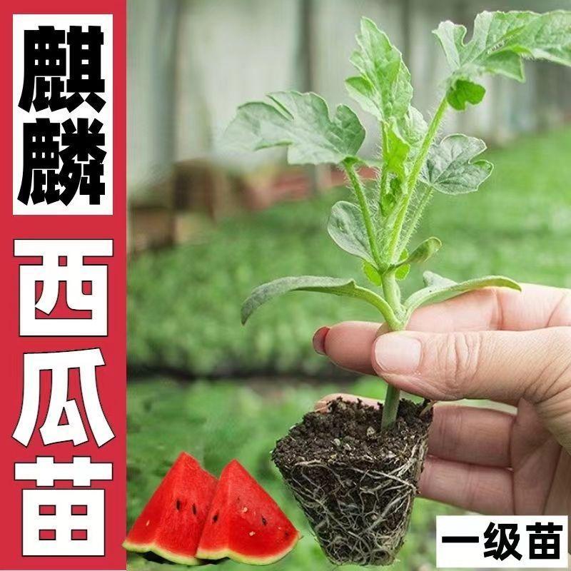 西瓜苗嫁接8424特甜麒麟超甜无籽美都：如何在家轻松种出甜蜜果实？