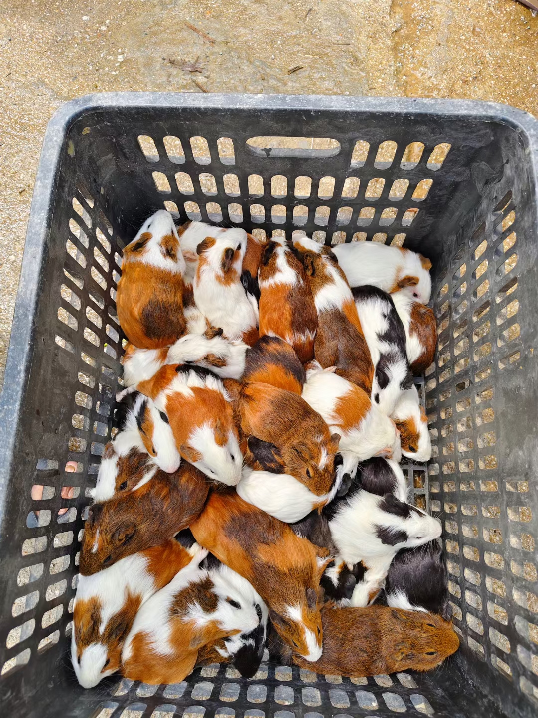 长毛豚鼠：萌宠界的软绵绵大明星，揭秘它们的前世今生！