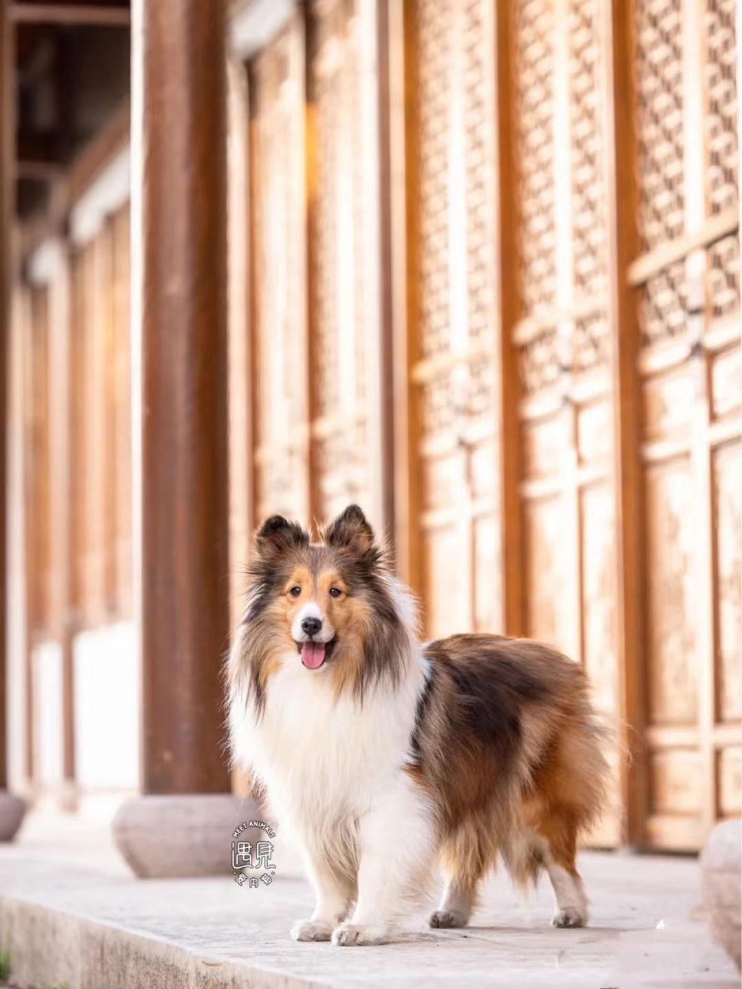 纯种喜乐蒂牧羊犬赛级血统，苏格兰牧羊犬的魅力无法抵挡！