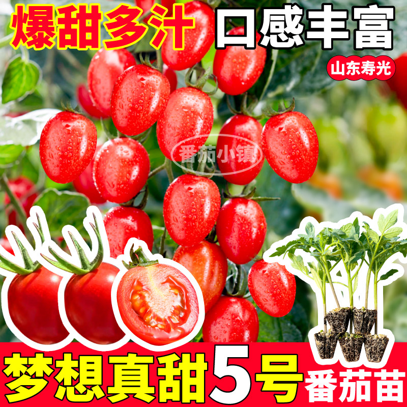 如何在2026年的阳台上种植高产的梦想真甜5号番茄苗？