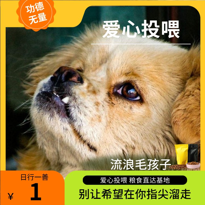 街头无主动物救援：从猫粮直达小院，全阶段救助攻略大公开！