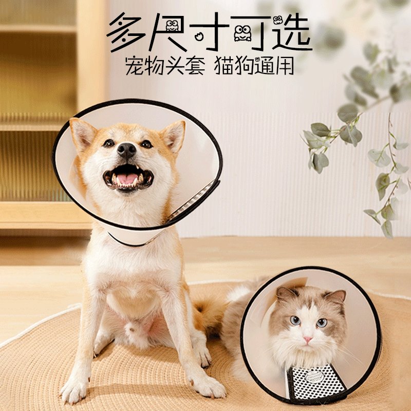 猫咪绝育术后防舔脖套！救命这圈太可爱了！术后护理神器不冲亏麻了