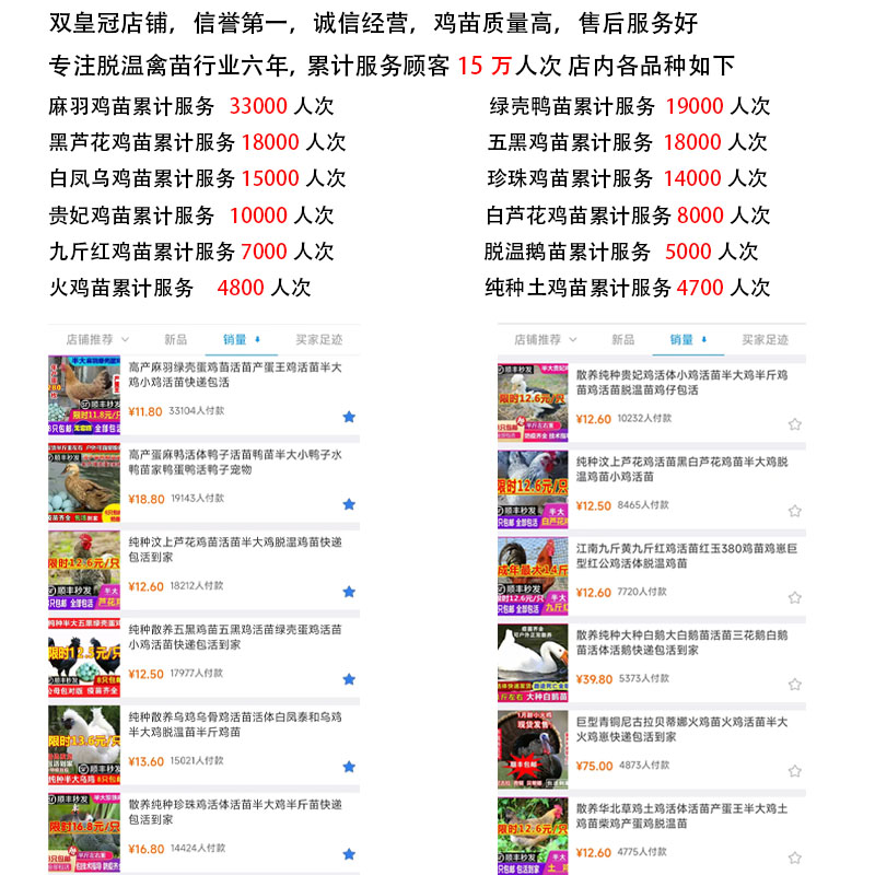 土鸡苗大揭秘：养出健康美味的自家鸡！