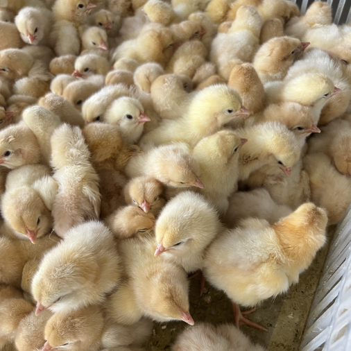小鸡活苗三黄鸡仔：萌翻天的网红宠物，快来领养你的迷你小黄鸡吧！