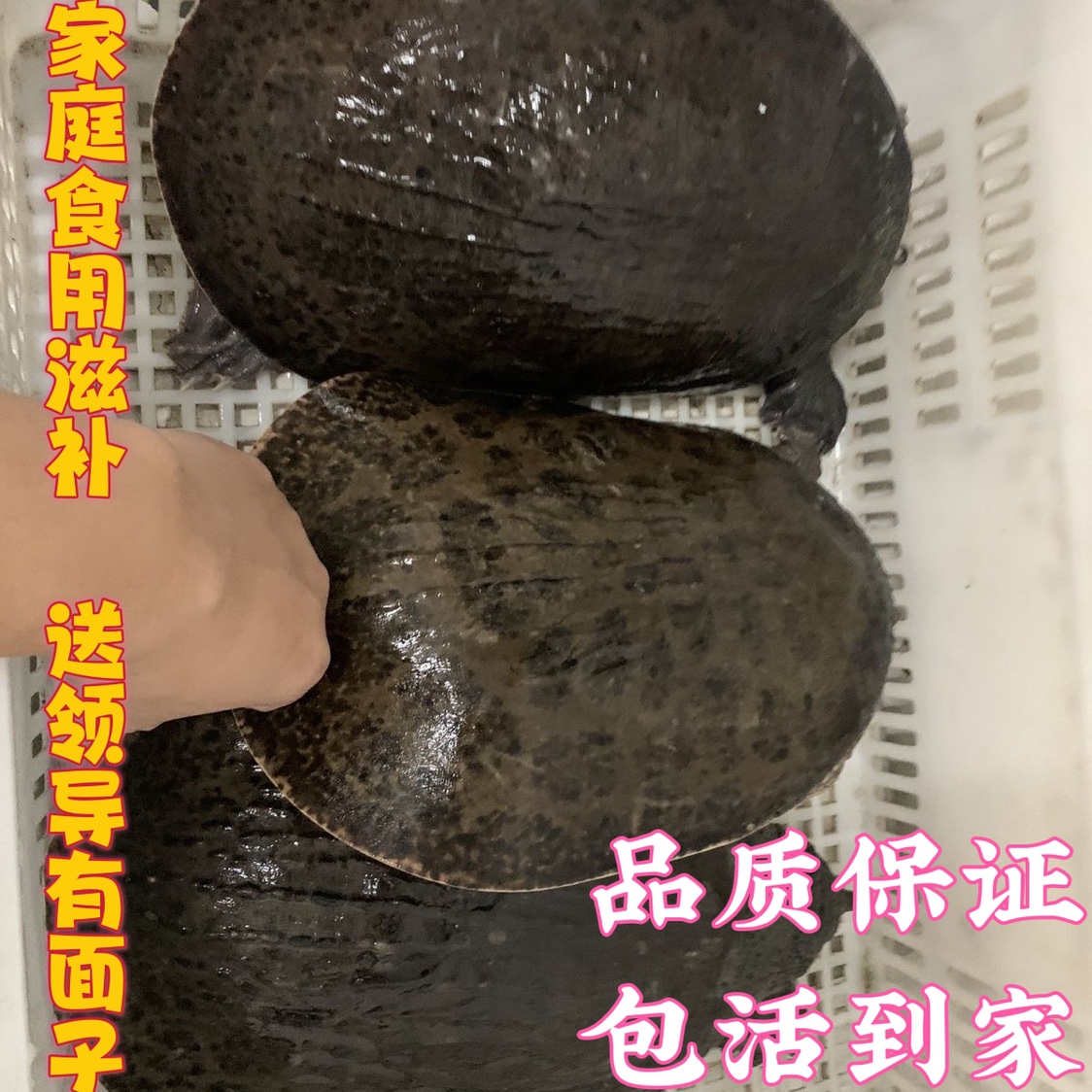 顺丰速递珍珠鳖大甲鱼：滋补养生界的超级明星，你还在等什么？