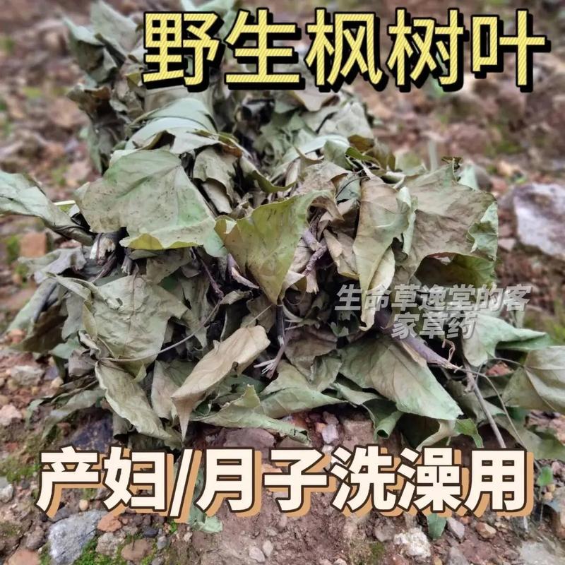 枫香叶的功效与作用,大自然的馈赠，中医药宝库中的瑰宝