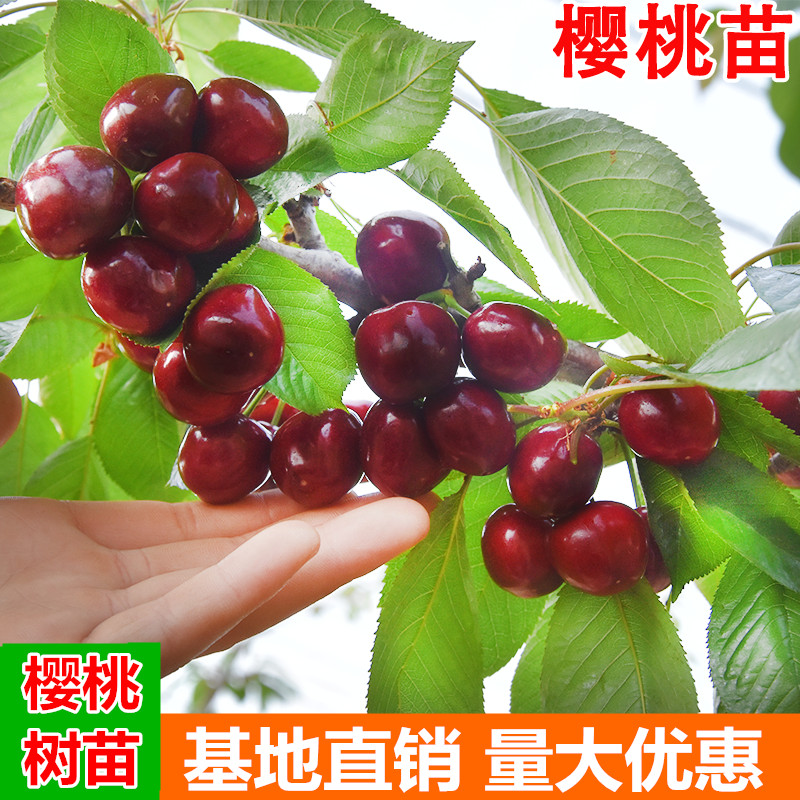 车厘子吃多了真的会中毒吗？央视辟谣告诉你真相