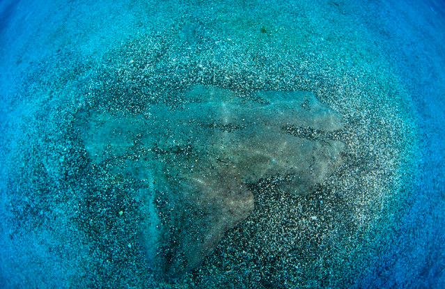 sand devil angel shark,Sand Devil Angel Shark: A Mysterious and Fascinating Creature