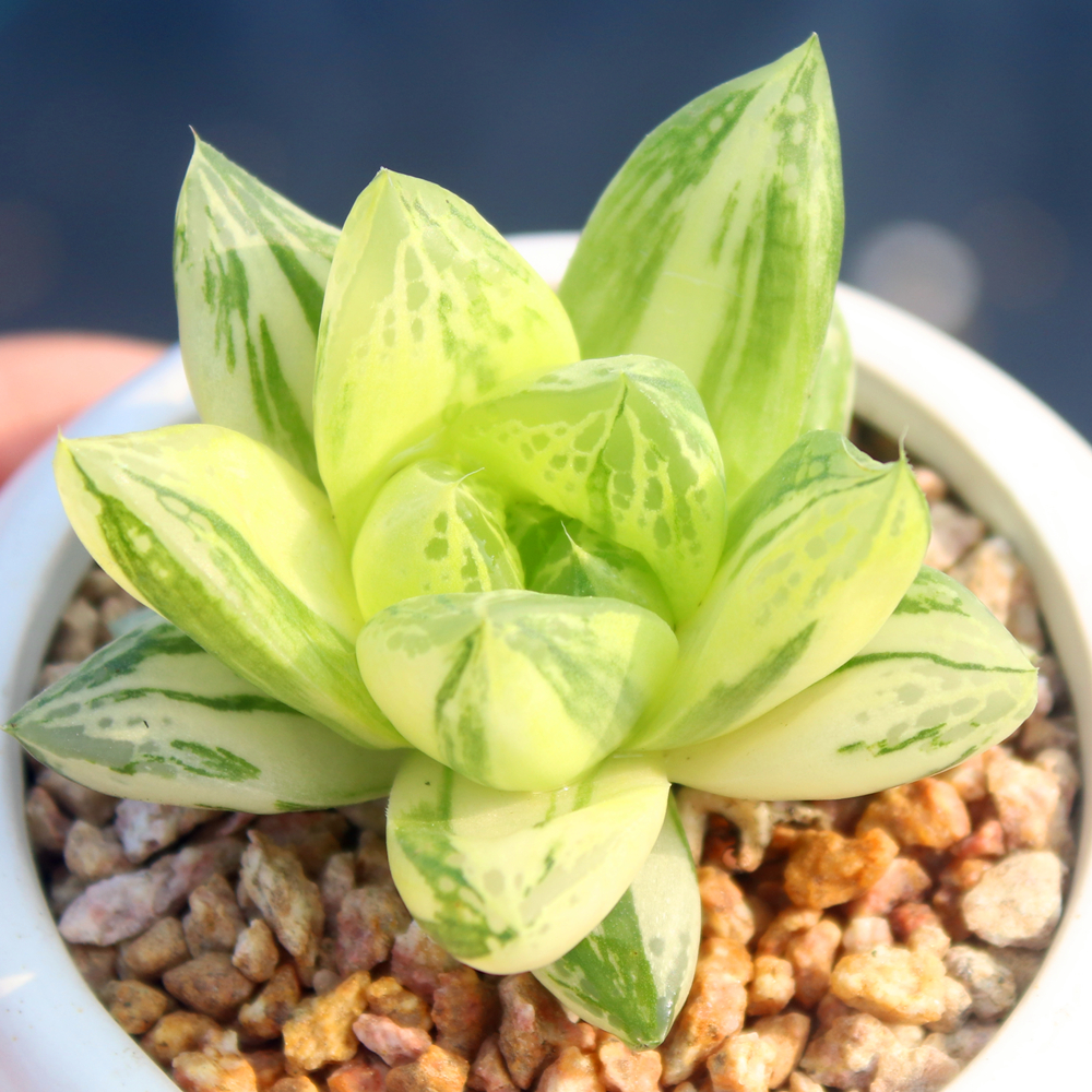 吉金佳懿黄金苏州博物馆联名值不值得买？收藏级设计+文化溢价到底有多高？