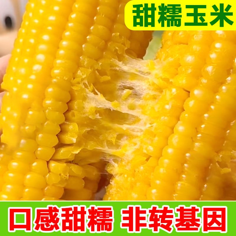 东北10根黄糯甜糯粘玉米：开启你的味蕾盛宴，非转基因新鲜代餐大棒A