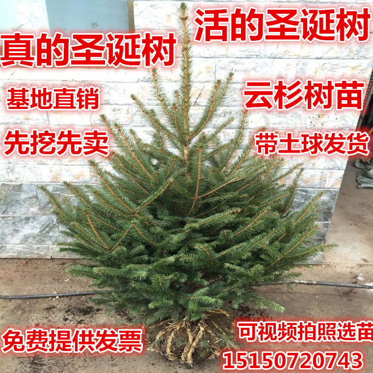 真圣诞树挪威云杉：给家添一抹绿意，点亮温馨节日氛围
