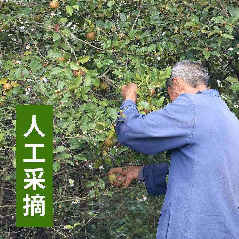 江西农家自榨野生纯茶籽油：天然滋养，健康好礼！