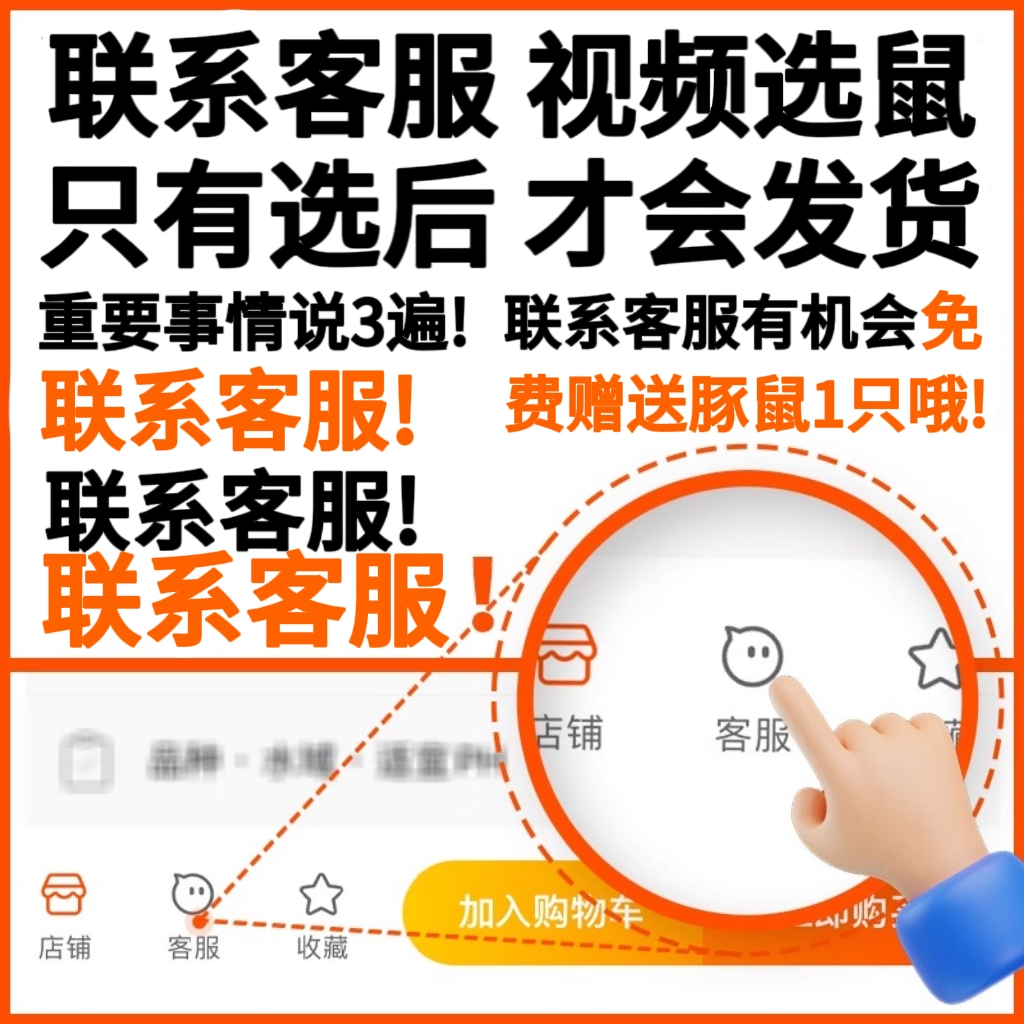 宠物新宠：卡皮巴拉荷兰猪，治愈系萌物来袭！