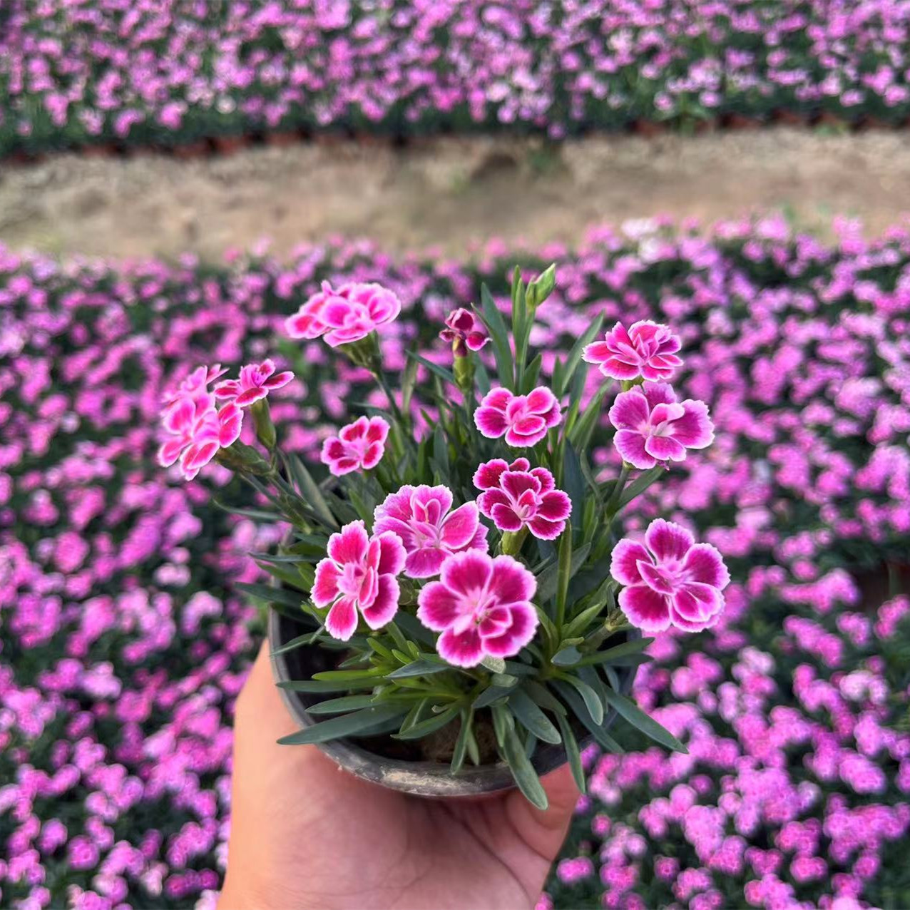 淇林植大壮：让花卉草坪苗木茁壮成长的秘密武器✨
