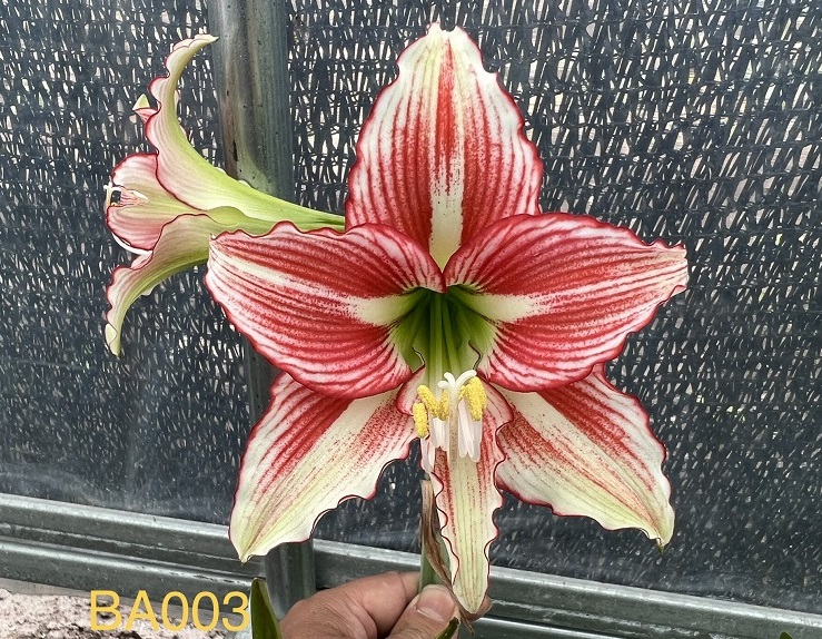 果果花卉朱顶红BA组：花开如火，点燃你的春天