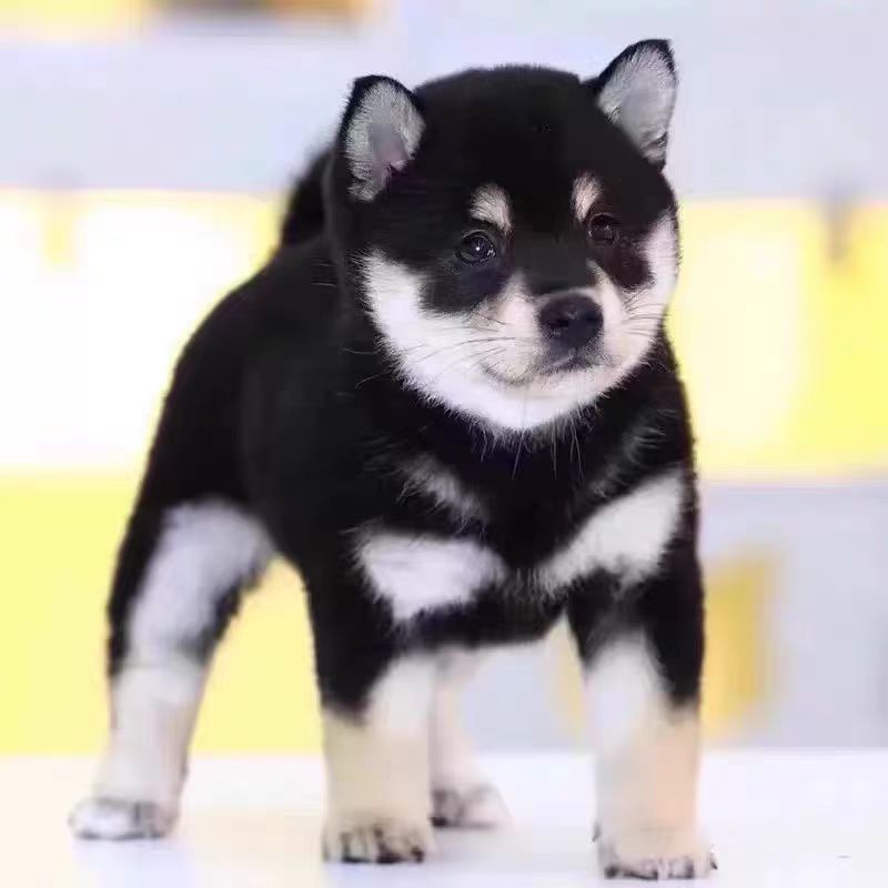 纯种日本赤黄色柴犬 vs 黑柴 vs 秋田犬 vs 柯基：谁是你心中的理想萌宠？