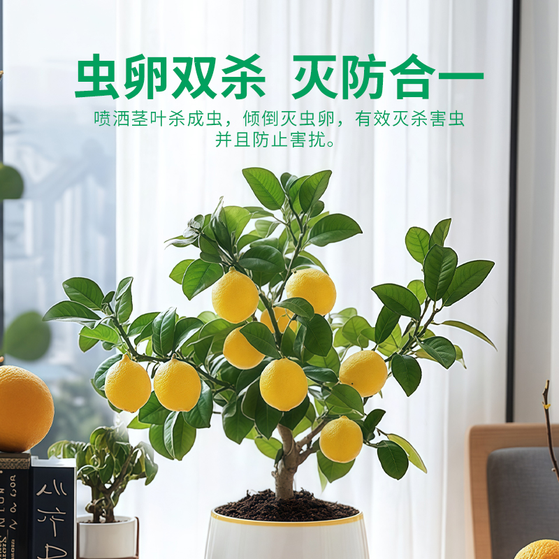 《Lemon Tree》柠檬树歌词解析，绝绝子的治愈系歌曲，你get到了吗？
