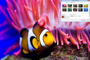 Coral Fish Windows 7 Theme1.00