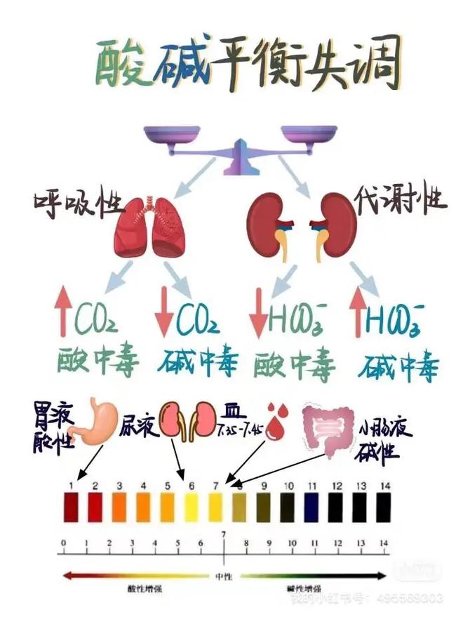 为什么要保持酸碱平衡？