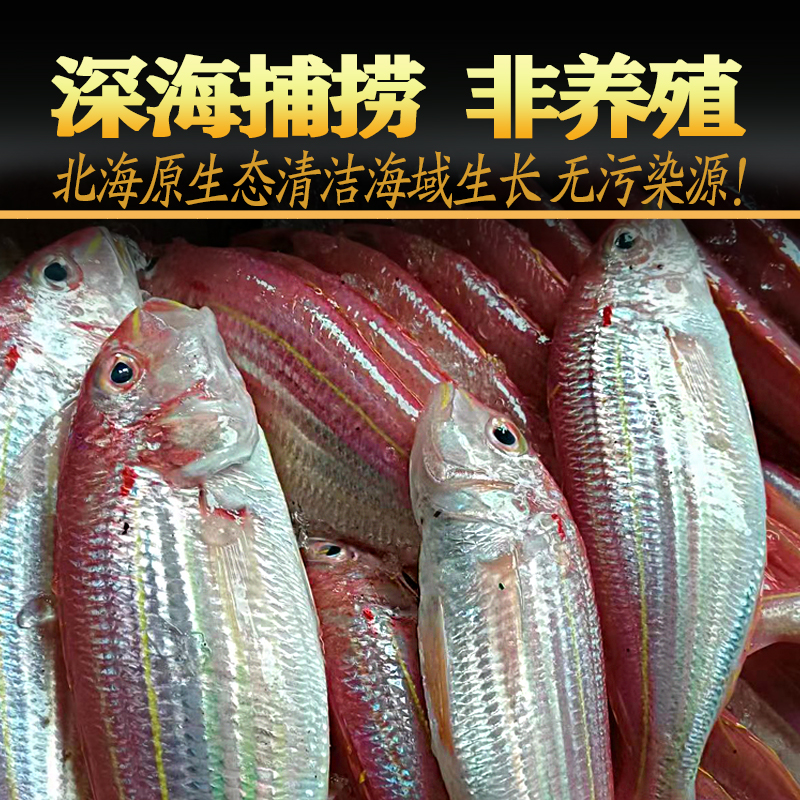 北海鲜活钓口金线鱼，色泽鲜艳，顺丰包邮，尝鲜不等待！✨