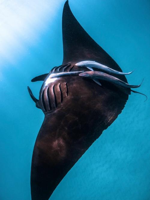 Understanding Reef Manta: A Dive into the Ocean’s Gentle Giants