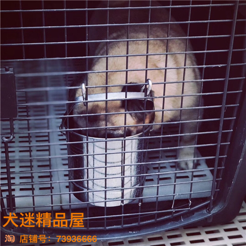 方管狗笼悬挂式饮水器：比熊不湿嘴的秘密武器，宠物大狗狗围栏水壶加长版大揭秘！