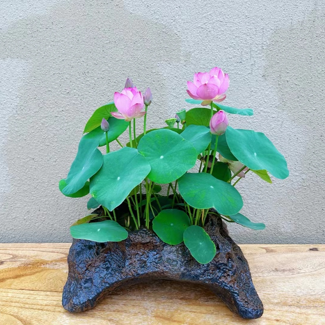 荷花种根苗盆栽水养攻略：在家轻松拥有碗莲花，打造室内水培植物新风尚！