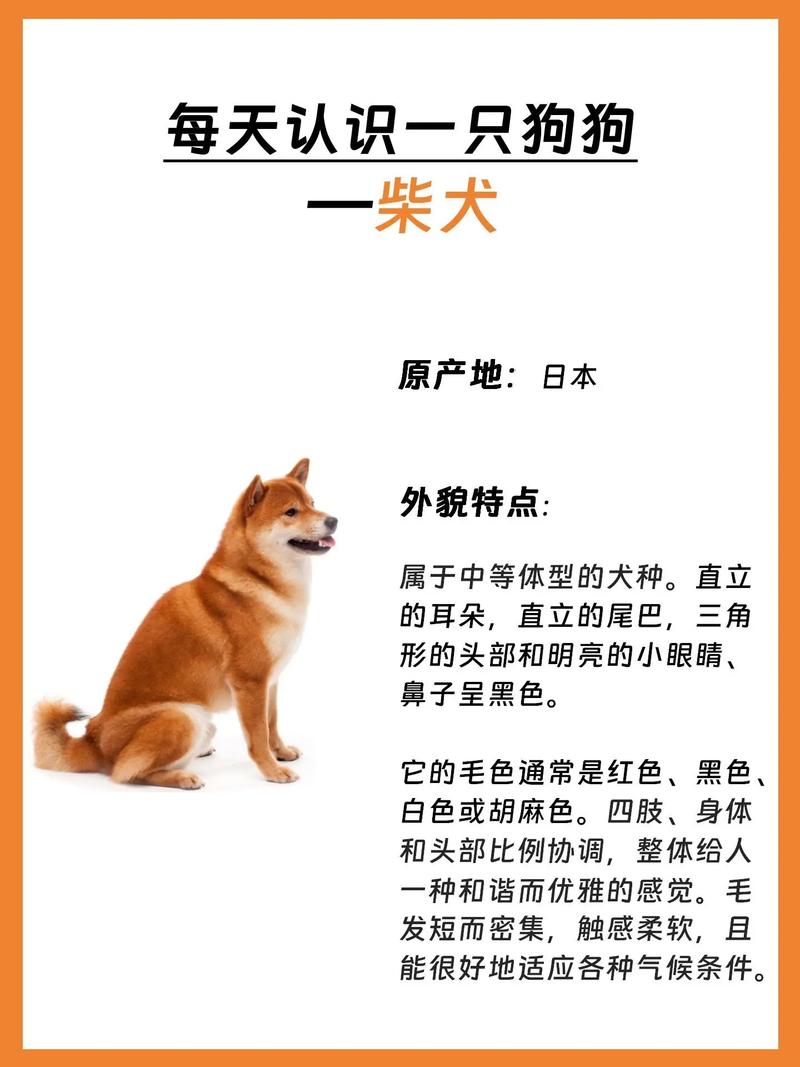 任天狗：柴犬与她的朋友,任天狗的世界，柴犬的冒险之旅