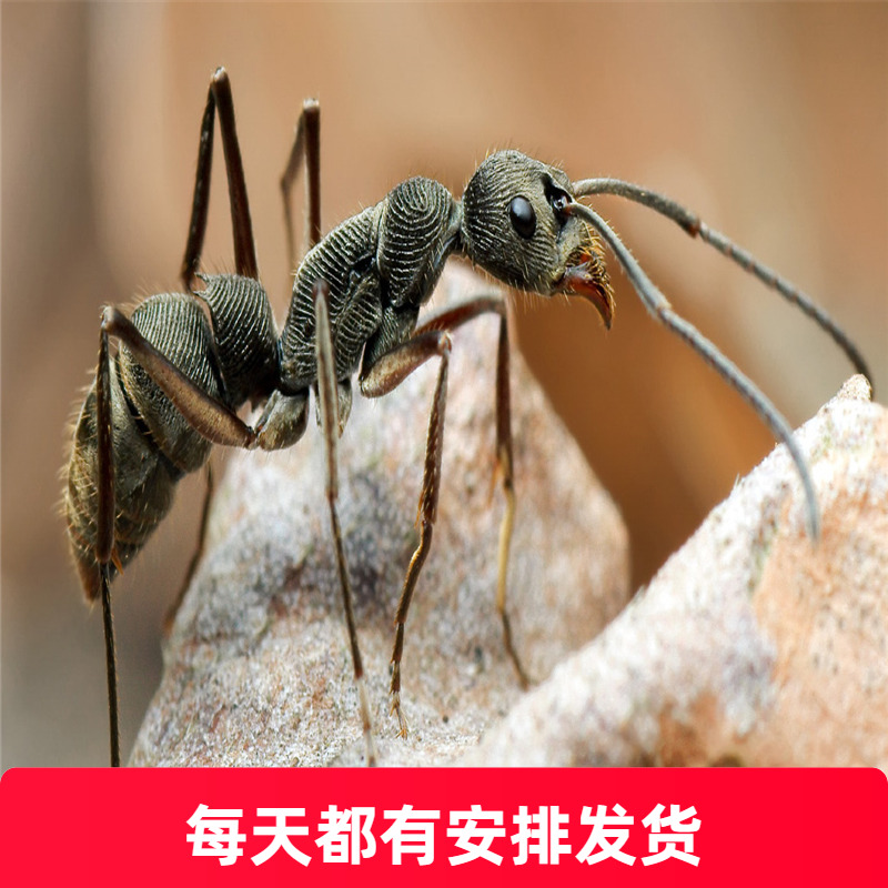 蚂蚁宠物新宠：聚纹双刺猛蚁，开启微观世界的奇妙探险！✨